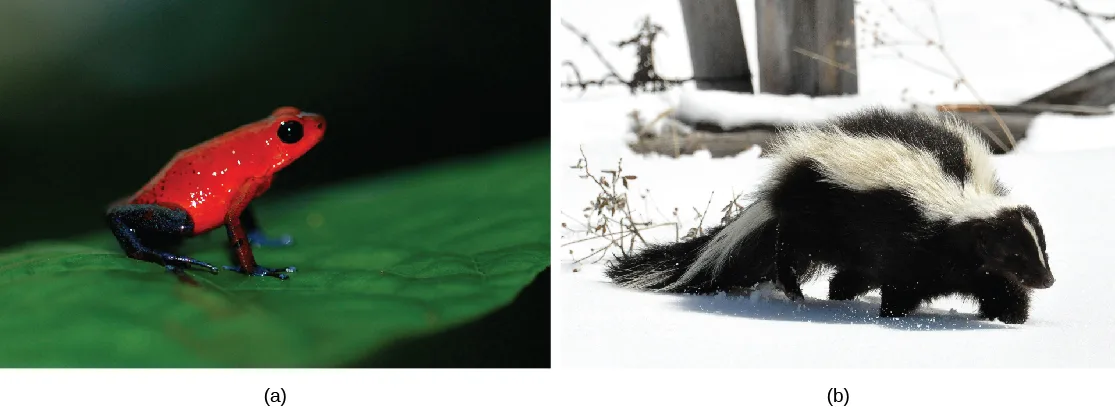 Photo (a) shows a bright red frog sitting on a leaf. Photo (b) shows a skunk, whose body is covered in black fur, but has two prominent white stripes extending down its back and tail.