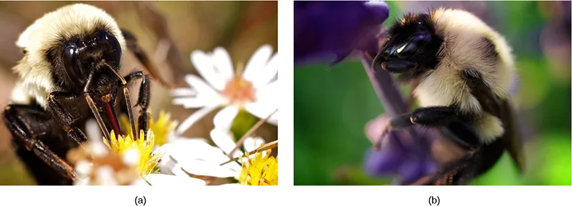 Photos (a) and (b) show virtually identical looking insects. Both have smooth black faces and legs, but their bodies are covered in a white, fuzzy-looking material.