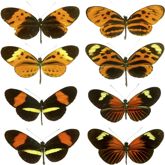 Eight mounted butterfly specimens arranged as four pairs; within each pair the two butterflies are nearly identical in color and banding pattern, though the pattern differs from one pair to the next.