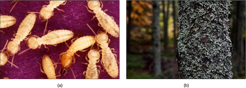 Photo (a) shows yellow termites, and photo (b) shows a tree covered with lichen; the tree's bark appears covered in a mossy, fuzzy substance.