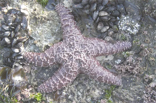 Photo shows a reddish-brown sea star resting among rocks, with clusters of mussels nearby.