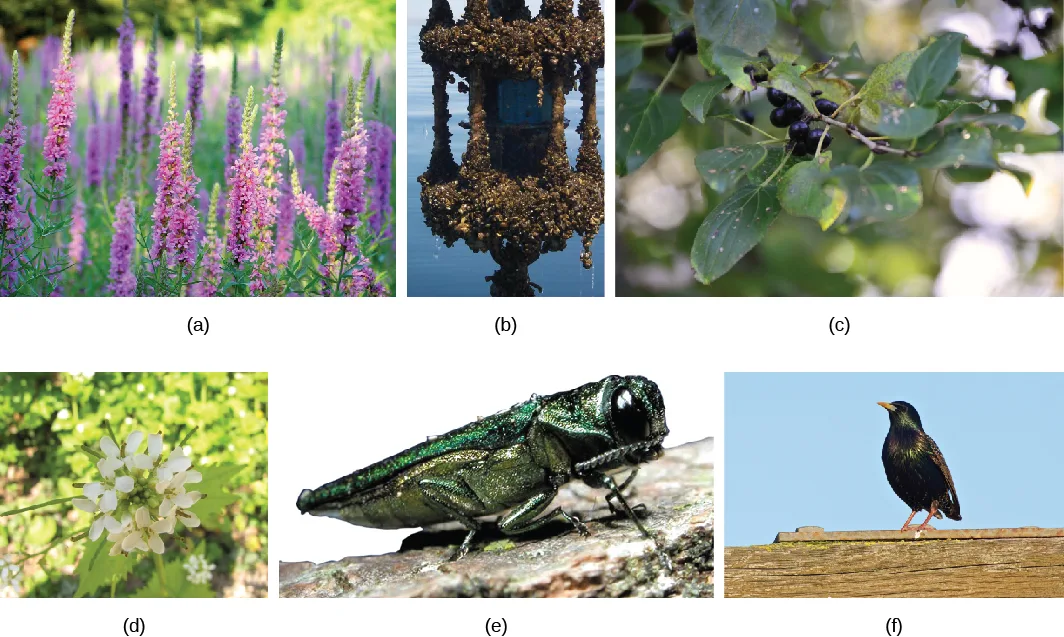 Photo (a) shows purple loosestrife, a tall, thin purple flower. Photo (b) shows many tiny zebra mussels attached to a manmade object in a lake. Photo (c) shows buckthorn, a bushy plant with glossy leaves and clusters of dark berries. Photo (d) shows garlic mustard, a small plant with white flowers. Photo (e) shows an emerald ash borer, a slender, metallic-green beetle. Photo (f) shows a starling.