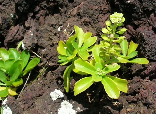 Photo shows a succulent plant growing directly out of bare, dark volcanic rock.