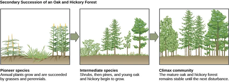 Three side-by-side illustrations under the title 'Secondary Succession of an Oak and Hickory Forest,' connected by right-pointing arrows: the first shows a plot with low grasses and tall flowering perennials, the second shows the same plot with shrubs, young pines, and small oak and hickory trees, and the third shows the plot filled with tall, mature oak and hickory trees.