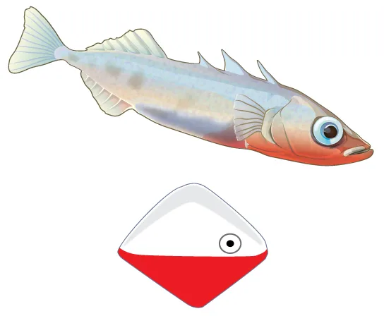 A slender silver-gray fish with a reddish underside near its head and gill area swims above a diamond-shaped, red-and-white decoy that has a single eye-like dot painted near its point.