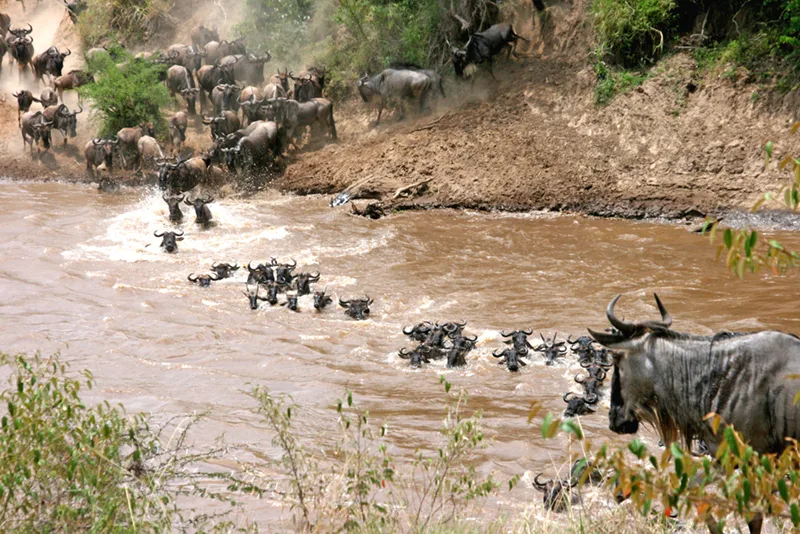 A large herd of dark, horned wildebeests descends a muddy bank and wades and swims across a wide, brown river, with more animals visible along the bank above and one animal close up at the lower right.