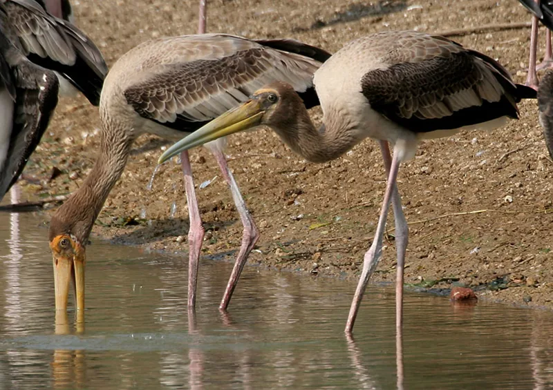 Two long-legged, long-beaked storks stand in shallow water. One holds its head down with its beak open beneath the surface, searching for food; the other stands upright with its wings folded.
