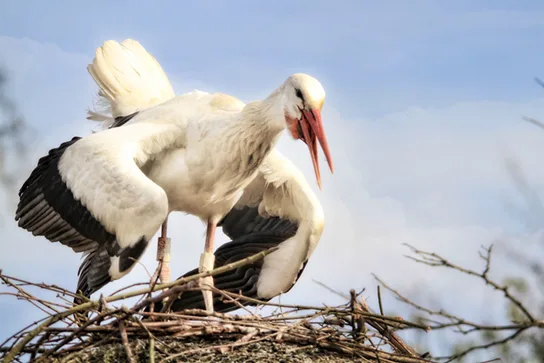 A white stork stands in a large stick nest with its wings spread and raised, its head tipped back and its long red beak open, appearing to call.