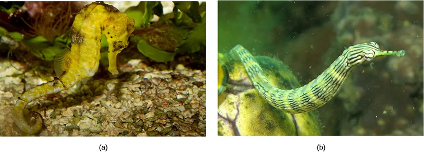 Two side-by-side underwater photos. Panel (a) shows a yellow seahorse with its curled tail gripping a strand of green algae. Panel (b) shows a green, tube-bodied pipefish with a long snout, curving upward against a green underwater backdrop.