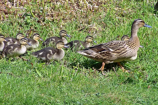 An adult duck walks across short green grass, trailed closely by seven small, downy ducklings.