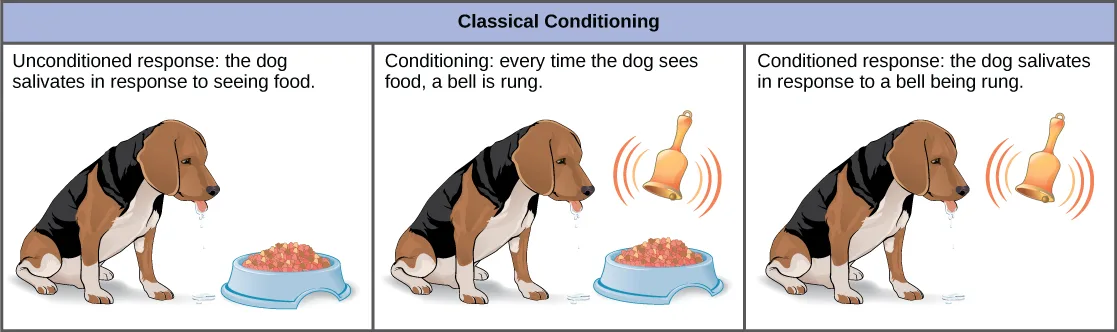 A three-panel diagram titled Classical Conditioning shows a dog salivating at the sight of food, then being conditioned by a bell rung alongside the food, and finally salivating at the sound of the bell alone.