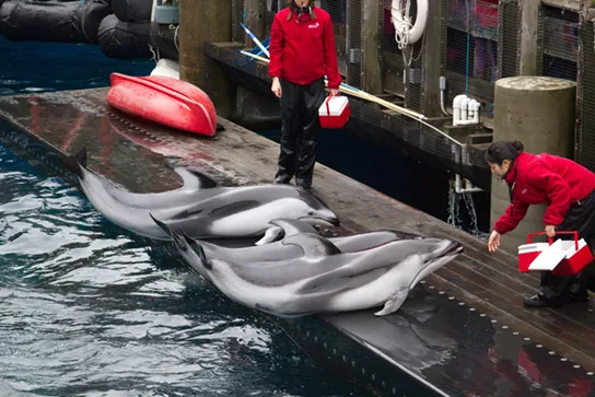 Two dolphin trainers in red jackets stand on a dock beside a pool, each holding a bucket of fish, as several dolphins rest along the pool's edge near them.