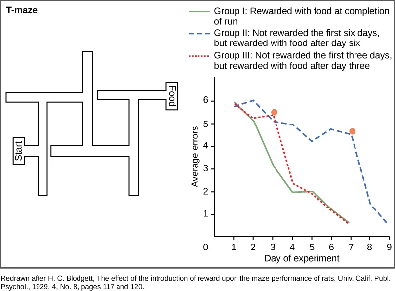 A T-maze diagram with several turns leads from a Start box to a Food box, beside a line graph plotting average errors against day of the experiment for three groups of rats, each a differently styled line, with two orange dots marking the days two groups' food rewards began.