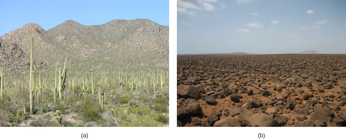 Photo (a) shows saguaro cacti that look like telephone poles with arms extended from them. Photo (b) shows a barren plain of red soil littered with rocks.