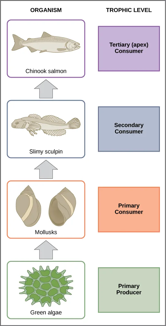 A vertical diagram with two columns, Organism and Trophic Level, listing four organism boxes connected by upward arrows from bottom to top: green algae, mollusks, a small fish, and a salmon, each paired with its named trophic level in a colored box.