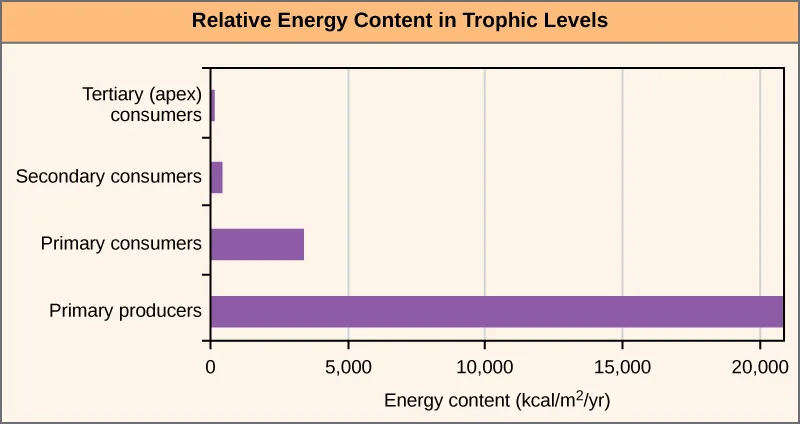 A horizontal bar graph titled Relative Energy Content in Trophic Levels, with Energy content (kcal/m²/yr) on the horizontal axis from 0 to 20,000 and four trophic levels listed on the vertical axis from bottom to top, each represented by a purple bar of decreasing length.