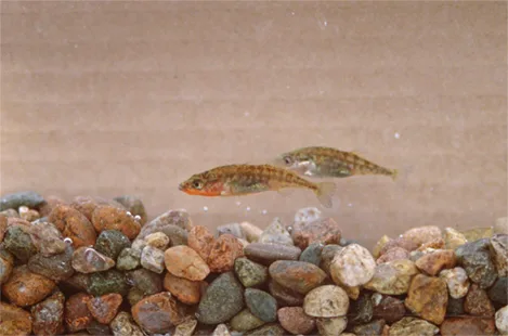 Two small striped fish swim mid-water above a bed of multicolored, rounded rocks in murky, tan-colored water.