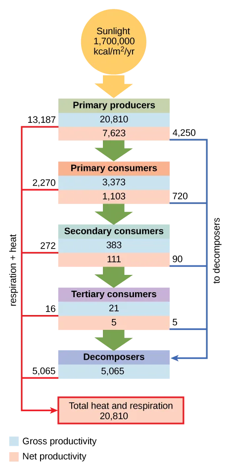 A flow chart with a sunlight circle at the top feeding down through a vertical stack of four consumer-level boxes and a decomposers box, connected by green downward arrows; a red line branches from each level toward a Total heat and respiration box on the left, and a blue line branches from each level toward the Decomposers box on the right, with a Gross productivity/Net productivity color key below.