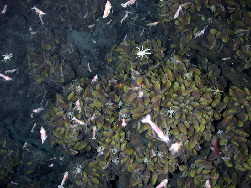 A cluster of hundreds of vent mussels covers a rocky ocean floor, with several small pale shrimp swimming above them and a few white squat lobsters crawling among the shells.