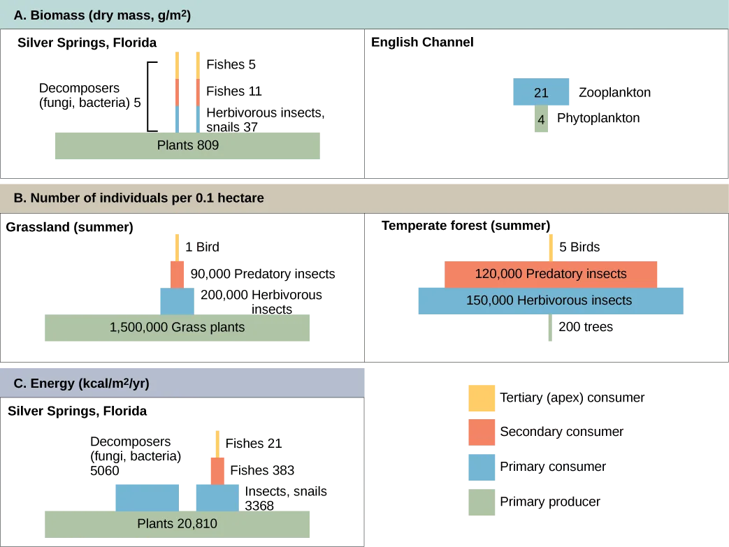 Three stacked panels of paired trophic pyramids: panel A compares biomass in Silver Springs, Florida and the English Channel; panel B compares numbers of individuals in a summer grassland and a temperate forest; panel C shows energy in Silver Springs, Florida, beside a color-coded legend for producer and consumer levels.