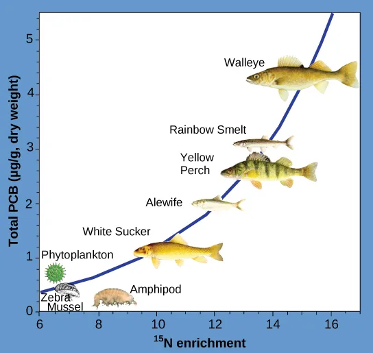 A line graph plots total PCB concentration against ¹⁵N enrichment, with drawn fish and invertebrate icons positioned along a rising blue curve from phytoplankton and a zebra mussel at the lower left up through an amphipod, white sucker, alewife, yellow perch, and rainbow smelt, to a walleye at the upper right.