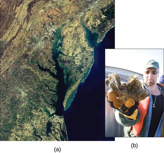 Two side-by-side images: (a) a satellite photo of the Chesapeake Bay's branching shoreline and watershed, and (b) a photo of a man in a cap holding a large clump of clustered oysters up to the camera.