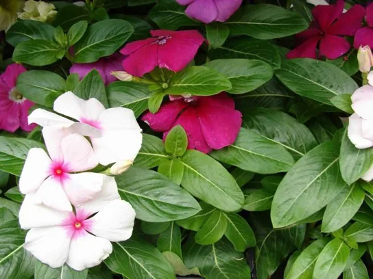 Photo shows white and pink periwinkle flowers. Each flower has five triangular petals, with the narrow end of the petal meeting at the flower's center. Pairs of waxy oval leaves grow perpendicular to one another on a separate stem.