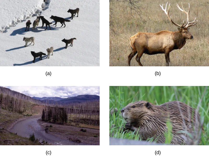 (a) A pack of wolves walking across snow. (b) An elk standing in a grassy meadow. (c) A river winding through a meadow, with clusters of living and dead trees along its banks. (d) A beaver in grass near water.