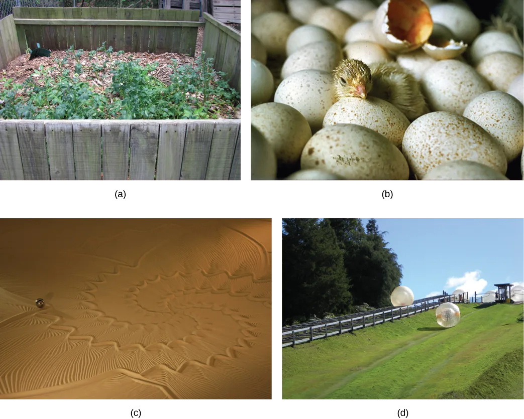 Four photographs, arranged two by two and labeled (a) through (d): (a) a wooden compost bin filled with decomposing plant matter and small seedlings growing from it; (b) a chick partway out of a cracked, speckled egg, surrounded by other unhatched eggs; (c) an aerial view of sand raked into a large spiral pattern, with one small figure standing at the far left edge, on plain sand outside the spiral; (d) people rolling down a grassy hillside inside large clear inflatable balls.
