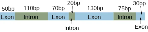 A diagram of an unprocessed pre-mRNA transcript drawn as seven consecutive boxes labeled, left to right: exon (50 bp), intron (110 bp), exon (70 bp), intron (20 bp), exon (130 bp), intron (75 bp), exon (30 bp).