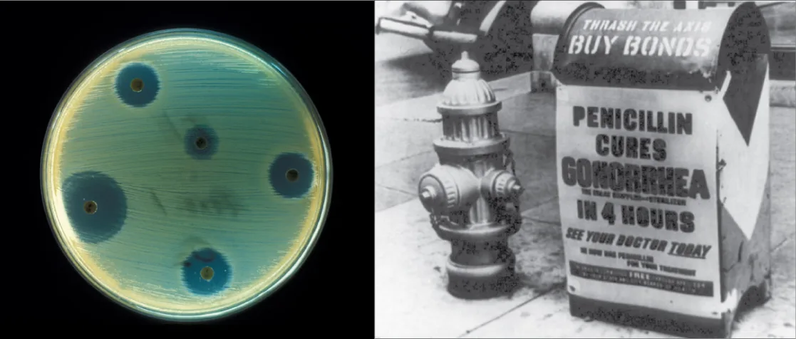 Two side-by-side images. On the left, a petri dish streaked with bacteria growing across most of the plate, except for clear circular zones with no growth surrounding several small discs of antibiotic. On the right, an old black-and-white photograph of a mailbox plastered with a wartime advertisement reading “Penicillin cures gonorrhea in four hours. See your doctor today.”