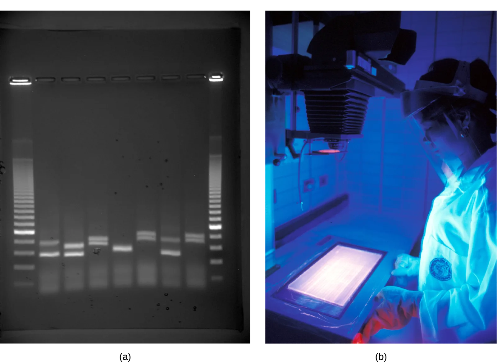 Two photographs. Panel (a) shows an agarose gel under UV light with nine lanes of glowing bands on a black background. Panel (b) shows a researcher in a lab coat leaning over a light box, viewing illuminated DNA bands under UV light.