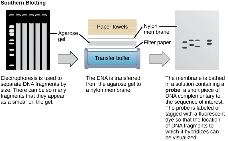 Three-step diagram of Southern blotting: an agarose gel with DNA fragments separated into lanes by electrophoresis, a transfer setup stacking the gel, a nylon membrane, filter paper, and paper towels over a transfer-buffer reservoir, and the resulting membrane with a labeled probe bound to bands at the positions matching the sequence of interest.