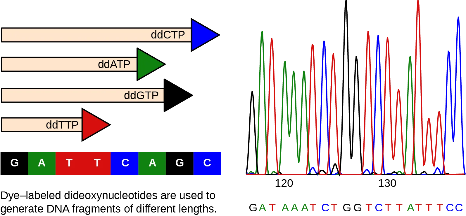 Two-panel figure illustrating Sanger's dideoxy chain-termination method. Left: four color-coded DNA fragments of increasing length, each ending in an arrowhead matching the dideoxynucleotide (ddCTP, ddATP, ddGTP, or ddTTP) that terminated it, above a row of colored boxes spelling out the template's complementary bases. Right: an electropherogram — overlapping colored peaks with the base sequence read off beneath them.