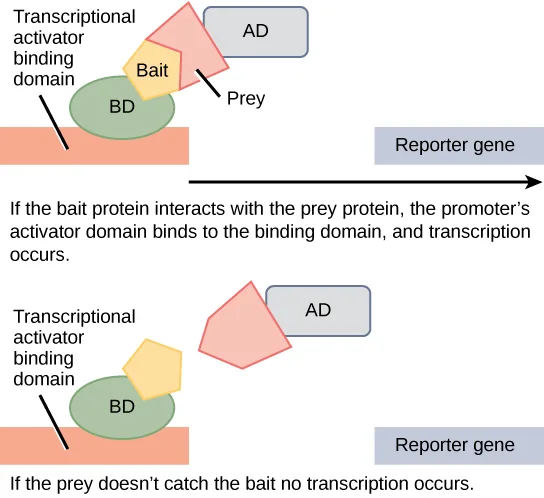 A two-panel diagram of two-hybrid screening. Top: a bait protein attached to the DNA-binding domain (BD) and a prey protein attached to the activator domain (AD) interact, so BD and AD come together on the DNA and an arrow shows transcription reaching the reporter gene. Bottom: the prey and bait do not interact, BD and AD stay apart, and no arrow reaches the reporter gene, so no transcription occurs.