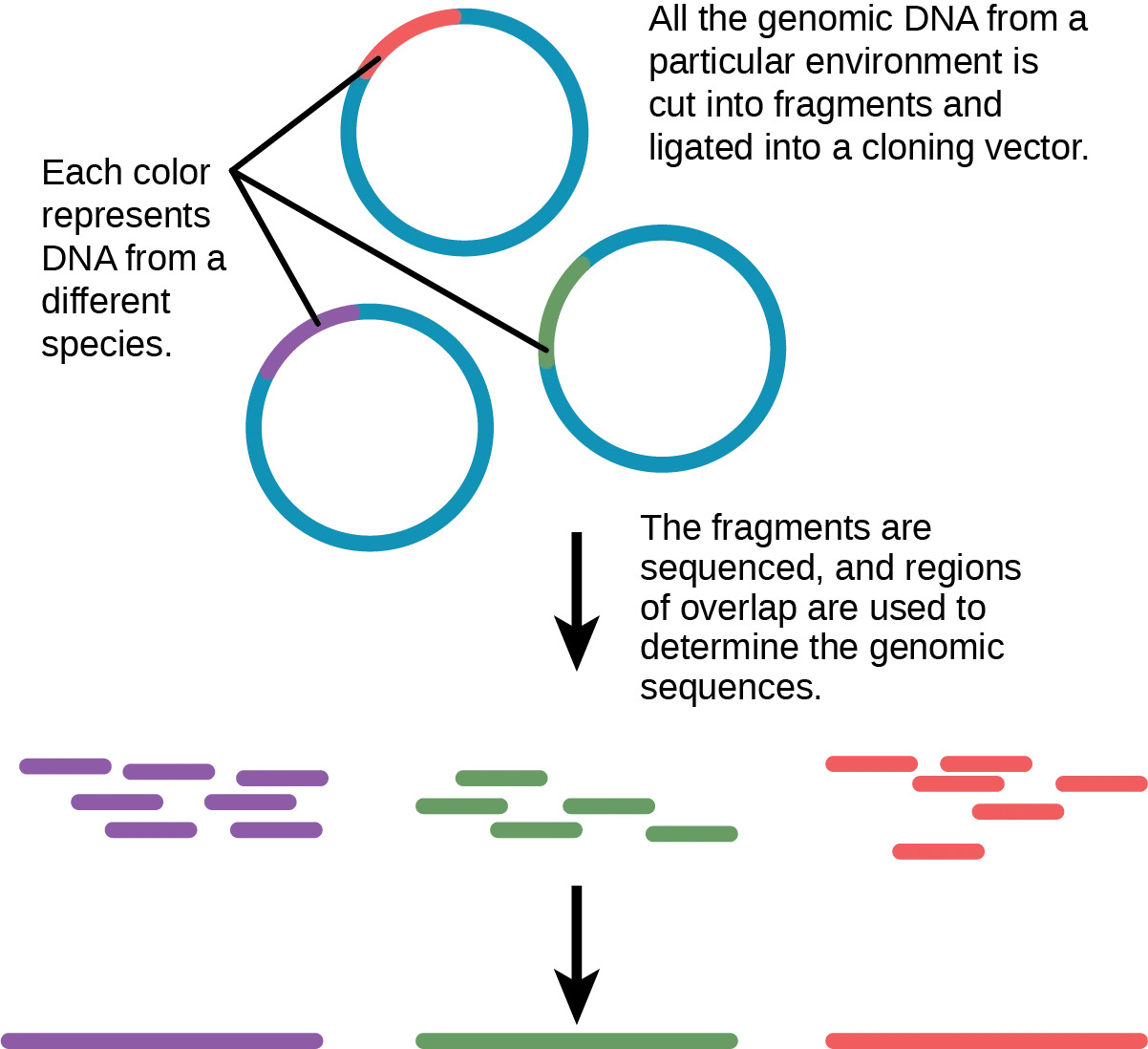 Flow diagram. Three circles with a differently colored arc each sit at top; an arrow points down to three rows of short colored bars; a second arrow points down to three single, longer colored bars.