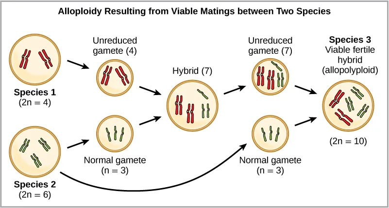 A flow chart titled 'Alloploidy Resulting from Viable Matings between Two Species.' Species 1 (2n=4, two red chromosome pairs) produces an unreduced gamete with all 4 chromosomes; Species 2 (2n=6, three green chromosome pairs) produces a normal gamete with 3 chromosomes. These fuse to form a Hybrid with 7 chromosomes. The hybrid produces an unreduced gamete with 7 chromosomes, which fuses with a second normal gamete from Species 2 to form Species 3, a viable fertile hybrid (allopolyploid) with 10 chromosomes.