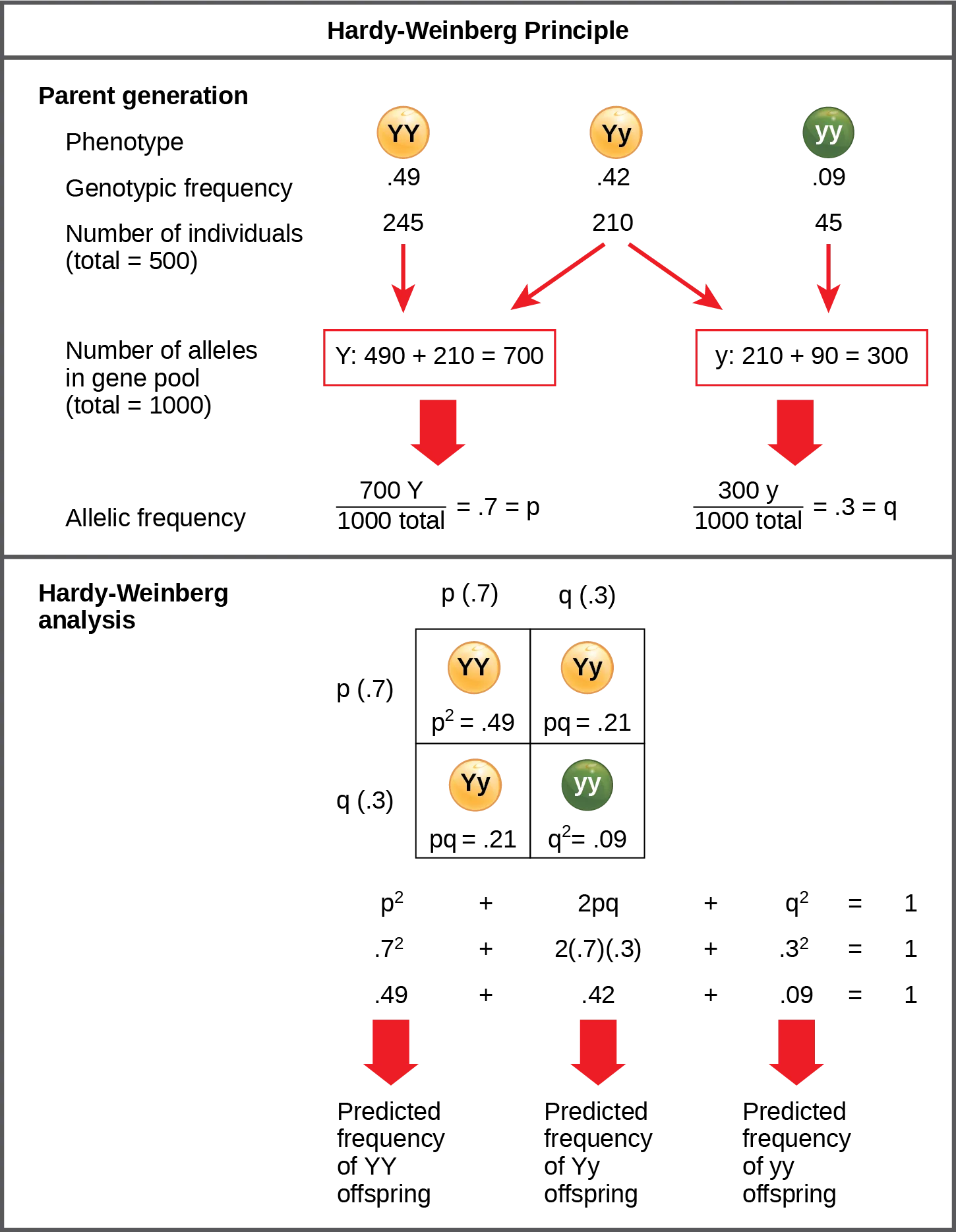 A two-part diagram titled 'Hardy-Weinberg Principle.' The top part follows a parent generation of 500 pea plants — gold circles for 245 YY and 210 Yy individuals, a green circle for 45 yy individuals — into a gene pool of 700 Y alleles and 300 y alleles, giving allele frequencies p = 0.7 and q = 0.3. The bottom part is a Punnett square combining p and q with themselves to predict the next generation's genotype frequencies, with the equation p² + 2pq + q² = 1 confirming the three frequencies sum to one.