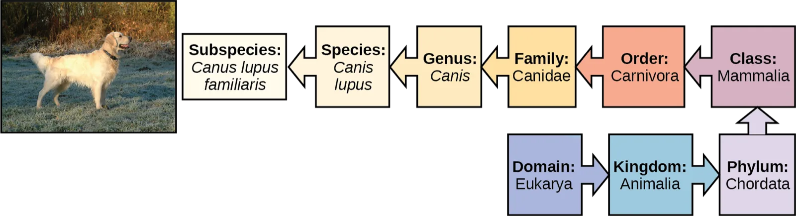 The illustration shows the classification of a dog, which belongs in the domain Eukarya, kingdom Animalia, phylum Chordata, class Mammalia, order Carnivora, family Canidae, genus Canis, species Canis lupus, and the subspecies is Canis lupus familiaris.