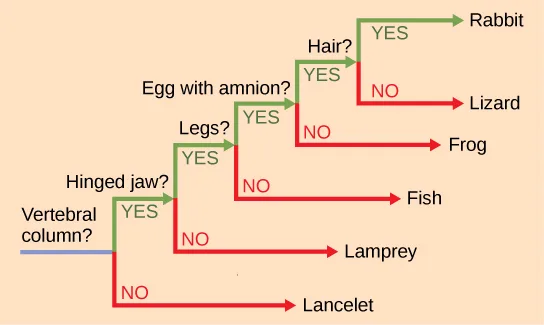 A ladder-like phylogenetic tree with a trunk on the left branching rightward through five yes/no questions about shared traits — vertebral column, hinged jaw, legs, egg with amnion, and hair — each ending in a tip when the answer is no. The six tips, in order down the ladder, are lancelet, lamprey, fish, frog, lizard, and rabbit, with rabbit reached only after every question answers yes.