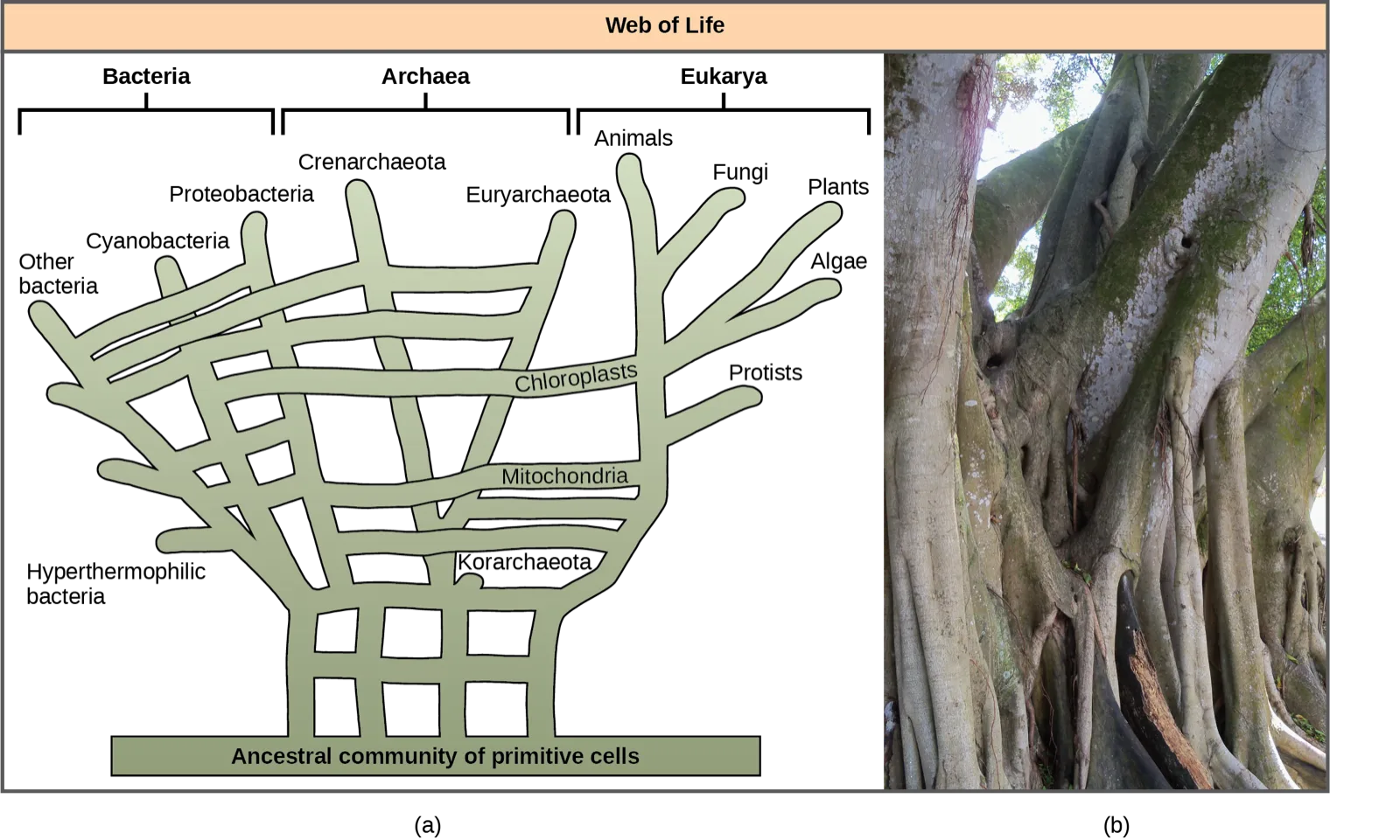 Two panels: (a) a diagram titled “Web of Life” showing a wide, grid-like network of branches rising from a base labeled “Ancestral community of primitive cells” and fanning up into tip labels grouped under Bacteria, Archaea, and Eukarya, with several horizontal lines cross-connecting branches, including two labeled Mitochondria and Chloroplasts that cross into the Eukarya branches; (b) a photograph of a Ficus tree's cluster of thick, gnarled, multiple trunks and aerial roots.