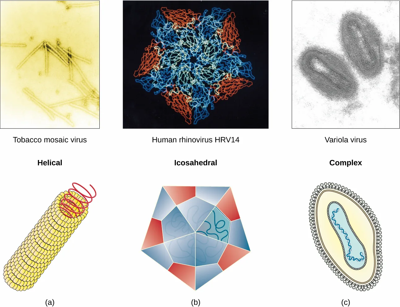Six panels in two rows. Top row: a micrograph of tobacco mosaic virus rods, a colored ribbon-structure rendering of human rhinovirus HRV14, and a micrograph of oval variola virus particles. Bottom row: matching schematic drawings labeled Helical (a red coil wound around a rod of protein subunits), Icosahedral (a many-sided polygon shell around coiled genetic material), and Complex (an oval shell of glycoprotein-studded envelope, protein layer, and coiled genetic material).
