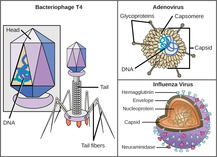 Three labeled diagrams side by side. (a) Bacteriophage T4: a hexagonal head containing coiled DNA sits above a tube-shaped tail with bent, spider-leg-like tail fibers at its base. (b) Adenovirus: capsomere protein subunits form a round capsid around coiled DNA, with glycoprotein spikes projecting outward. (c) Influenza virus: a heart-shaped capsid holding coiled nucleoprotein is surrounded by a spherical envelope studded with two kinds of glycoprotein spike, hemagglutinin and neuraminidase.