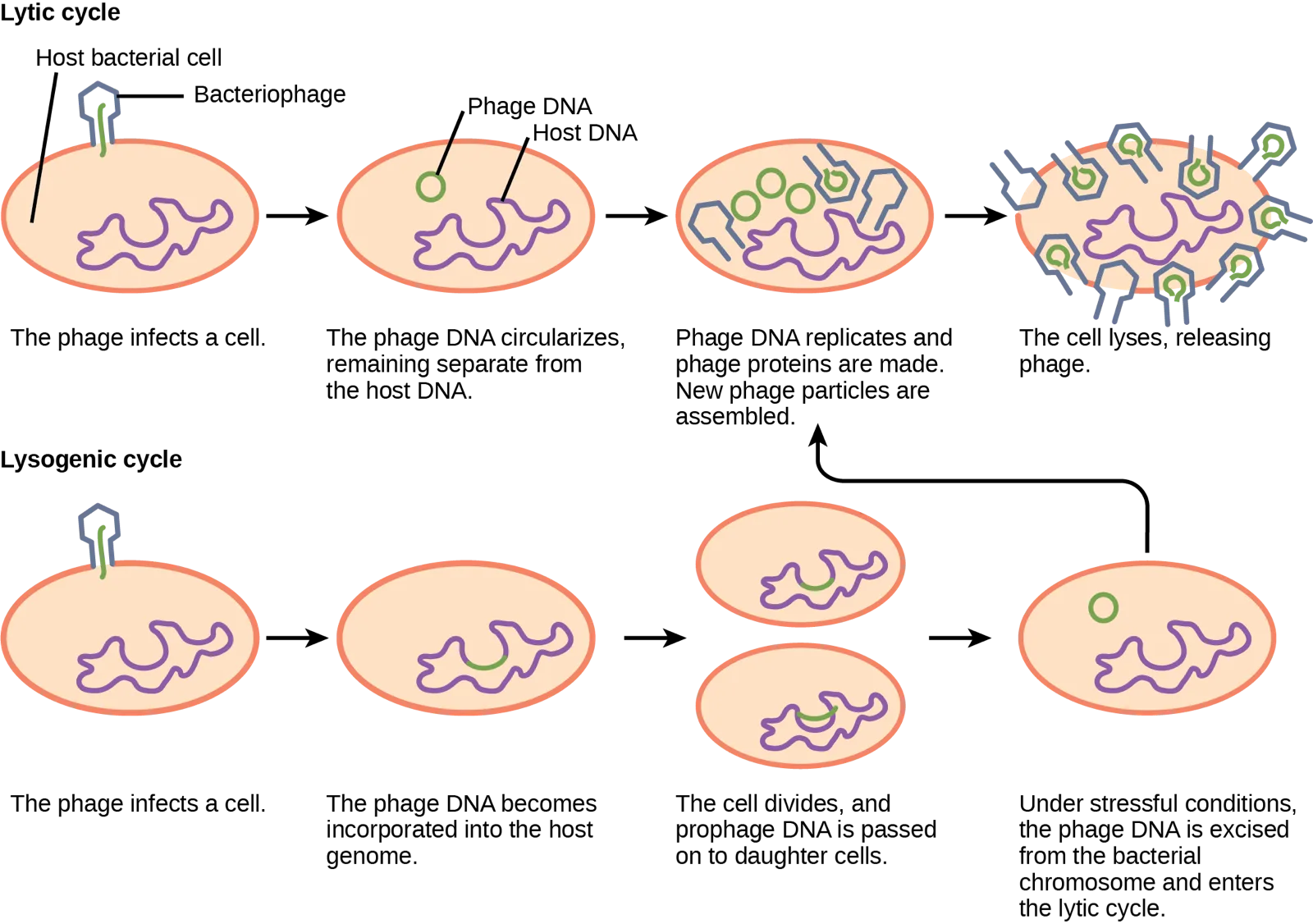 A diagram compares the lytic and lysogenic bacteriophage replication cycles, each shown as a row of four labeled cell panels connecting phage attachment, DNA fate inside the host, and the cycle's outcome, with an arrow linking a stressed lysogenic cell back into the lytic cycle.