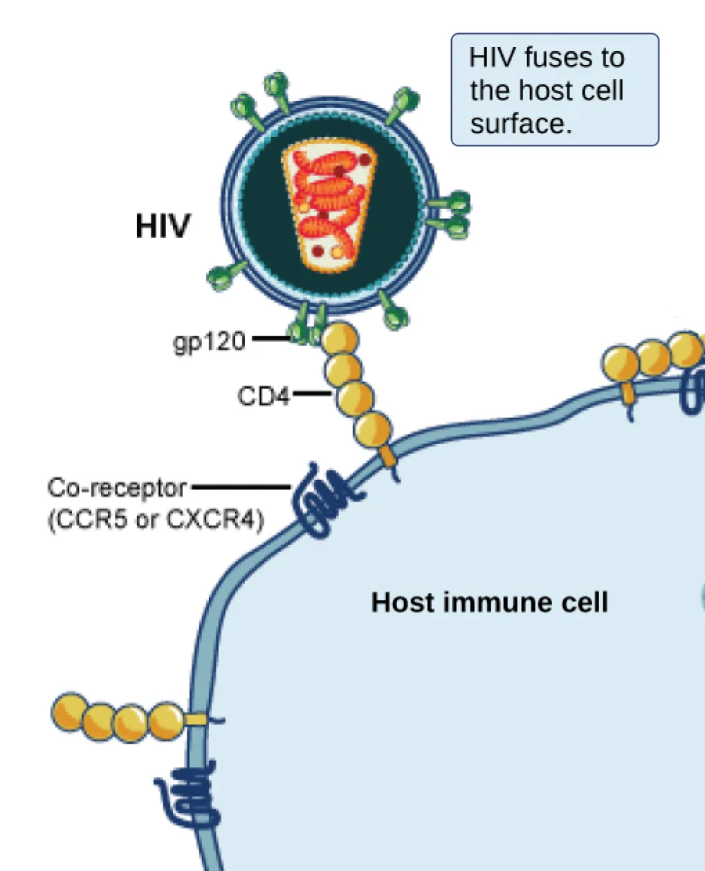 A diagram of an HIV virus, a circle studded with green Y-shaped gp120 glycoprotein spikes and enclosing coiled RNA, connected by one gp120 spike to a chain of yellow CD4 receptor molecules embedded in the membrane of a host immune cell, which also shows a blue coiled co-receptor protein; a caption box reads 'HIV fuses to the host cell surface.'