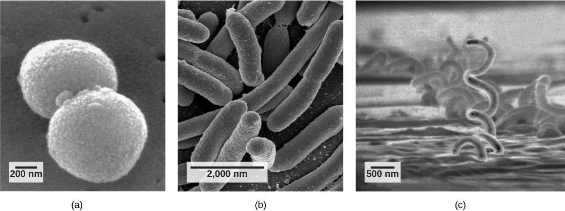 Three scanning electron micrographs of prokaryotic cell shapes: (a) two spherical, textured cocci pressed together, with a 200 nm scale bar; (b) several elongated, rounded bacilli clustered together, with a 2,000 nm scale bar; (c) a long, coiled, corkscrew-shaped spirillum, with a 500 nm scale bar.