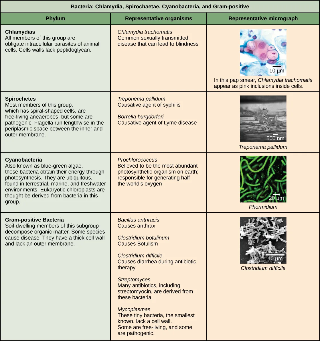 A table titled “Bacteria: Chlamydia, Spirochaetae, Cyanobacteria, and Gram-positive” listing four phyla, each row giving a description, representative organisms with their effects, and a micrograph of one representative species.