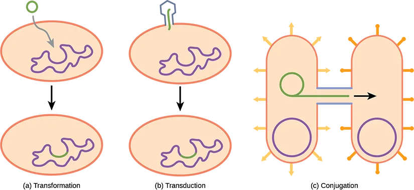 Three diagrams of DNA transfer mechanisms in prokaryotes: (a) transformation, in which a cell absorbs a small loop of DNA from its surroundings and incorporates it into its chromosome; (b) transduction, in which a bacteriophage injects DNA into a cell, which is then incorporated into its chromosome; (c) conjugation, in which two cells joined by a channel exchange a loop of DNA.