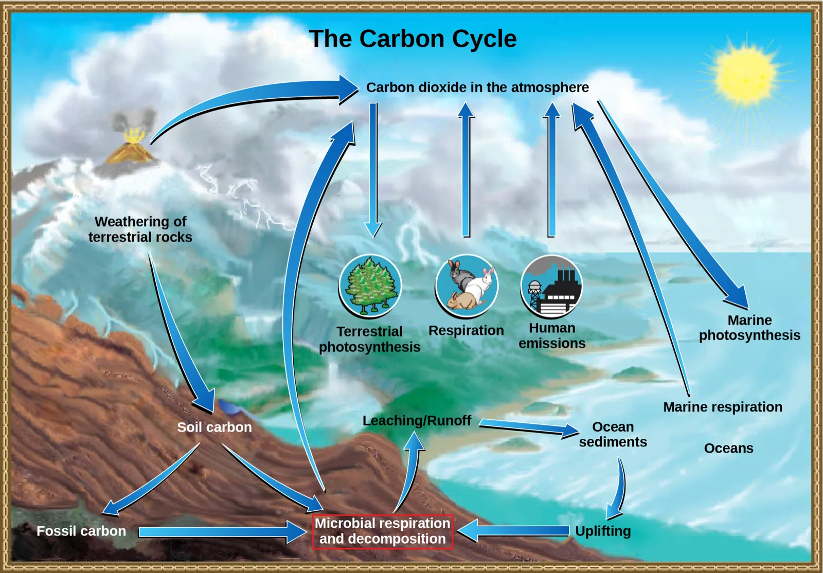 A labeled diagram titled 'The Carbon Cycle,' showing arrows connecting atmospheric carbon dioxide to a volcano, terrestrial and marine photosynthesis, animal and human respiration, rock weathering, soil and fossil carbon, ocean sediments, and microbial respiration and decomposition.