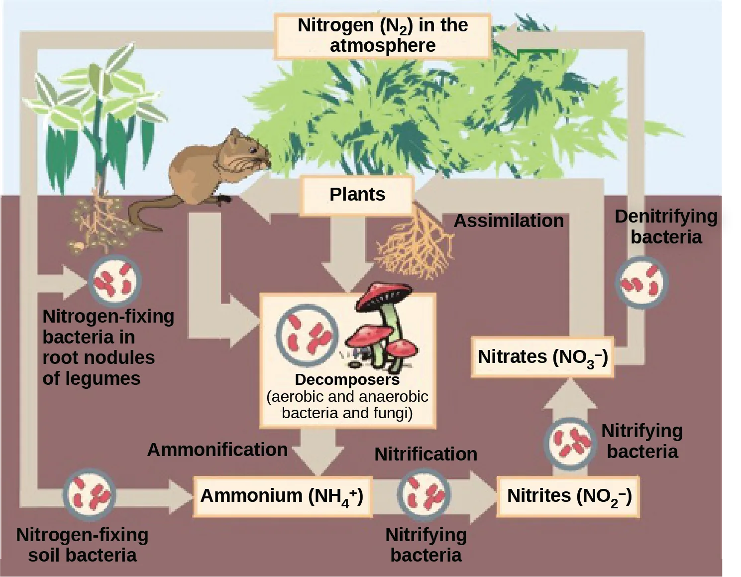 A labeled diagram of the nitrogen cycle: a banner reading 'Nitrogen (N₂) in the atmosphere' above a landscape of plants and soil, connected by arrows and bacteria icons to nitrogen fixation, ammonium, nitrification, nitrite, nitrate, plant assimilation, decomposers, and denitrification.